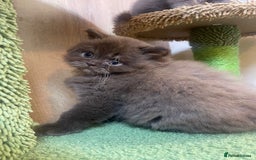 British Longhair cats for sale: Purebred Chocolate British longhair  kittens  - Image 10