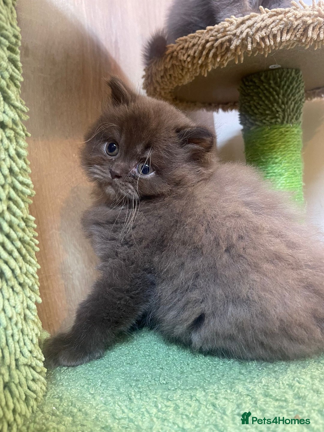 British Longhair cats for sale: Purebred Chocolate British longhair  kittens  - Image 10