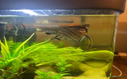 Angelfish fish for sale: Stunning Angel fish  - Advert 8
