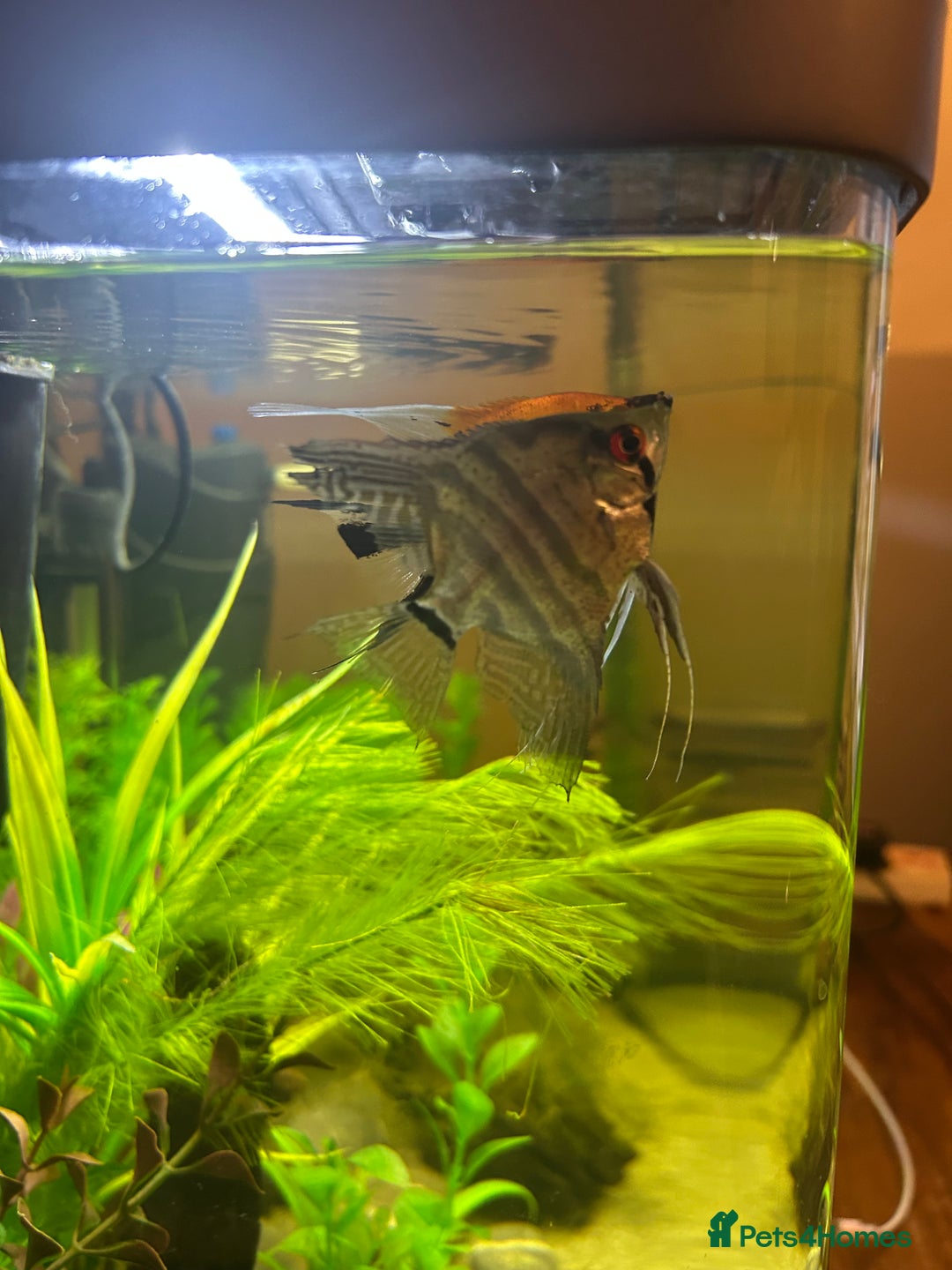 Angelfish fish for sale: Stunning Angel fish  - Advert 8