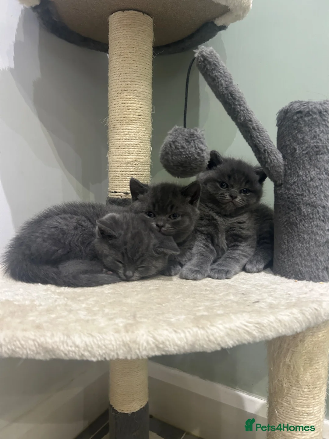 British Shorthair cats for sale: BRITISH SHORTHAIR KITTENS-AVAILABLE NOW  - Advert 1