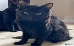 Mixed Breed cats for sale: Black male kitten  - Image 1