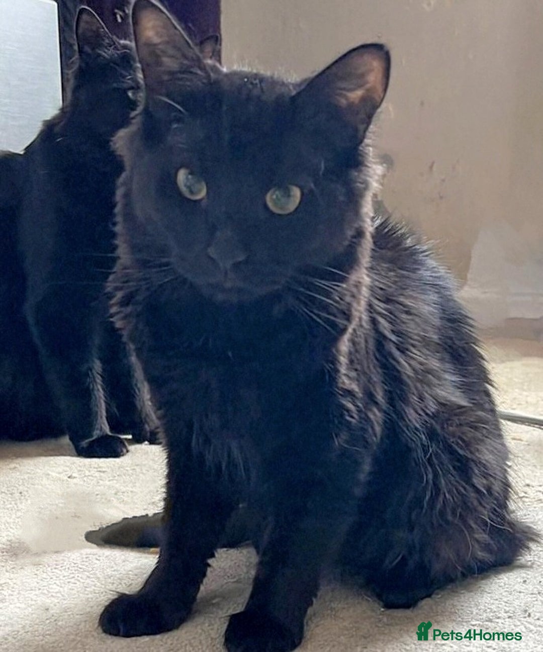 Mixed Breed cats for sale: Black male kitten  - Image 1