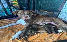 Staffordshire Bull Terrier dogs for sale: Staffordshire bull terrier puppies  - Image 1