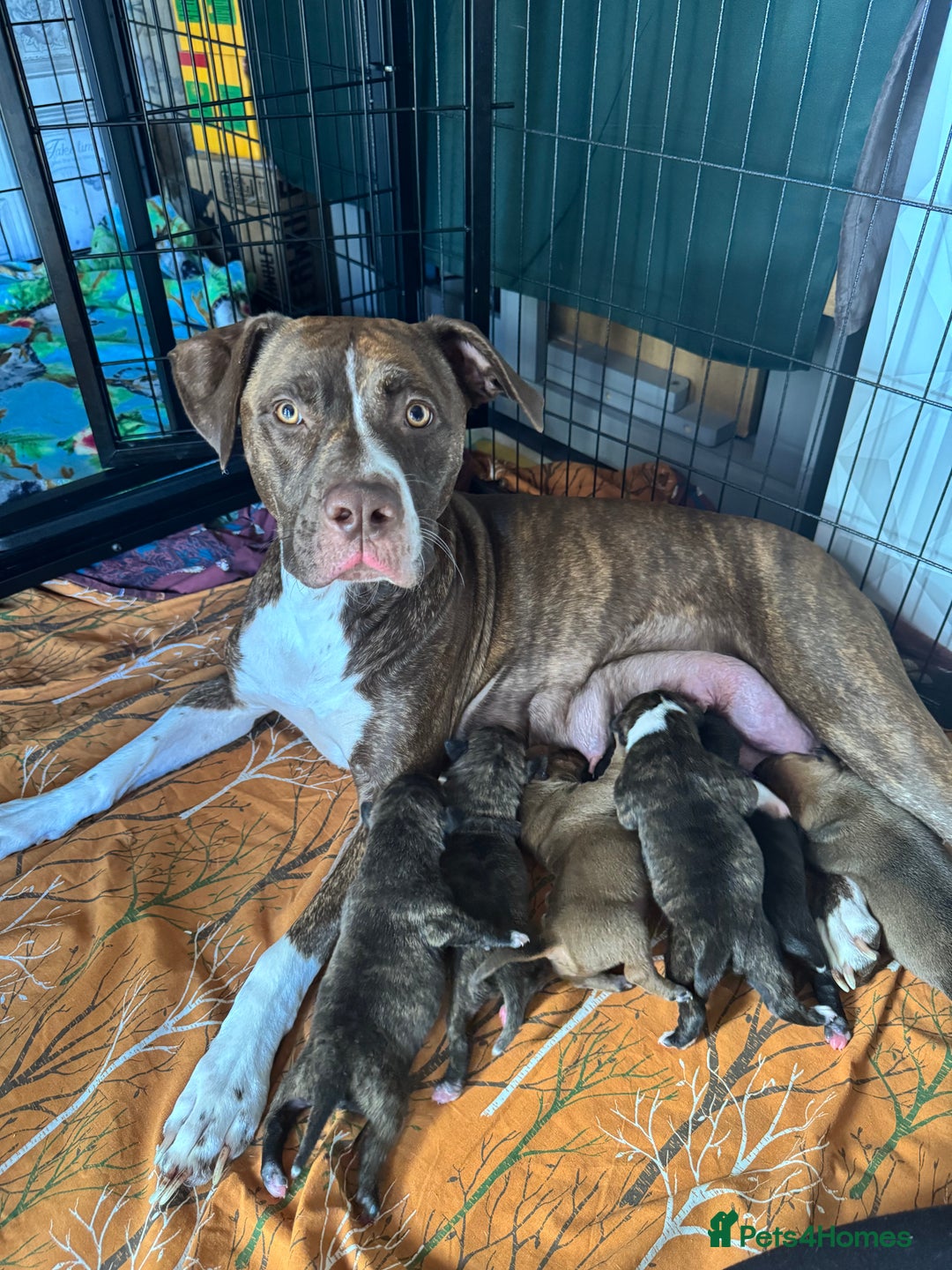 Staffordshire Bull Terrier dogs for sale: Staffordshire bull terrier puppies  - Image 1