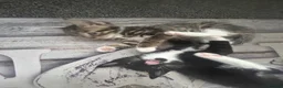 Mixed Breed cats for sale: 3 kittens breed is bengal/tabby/tuxedo mix  - Advert 7