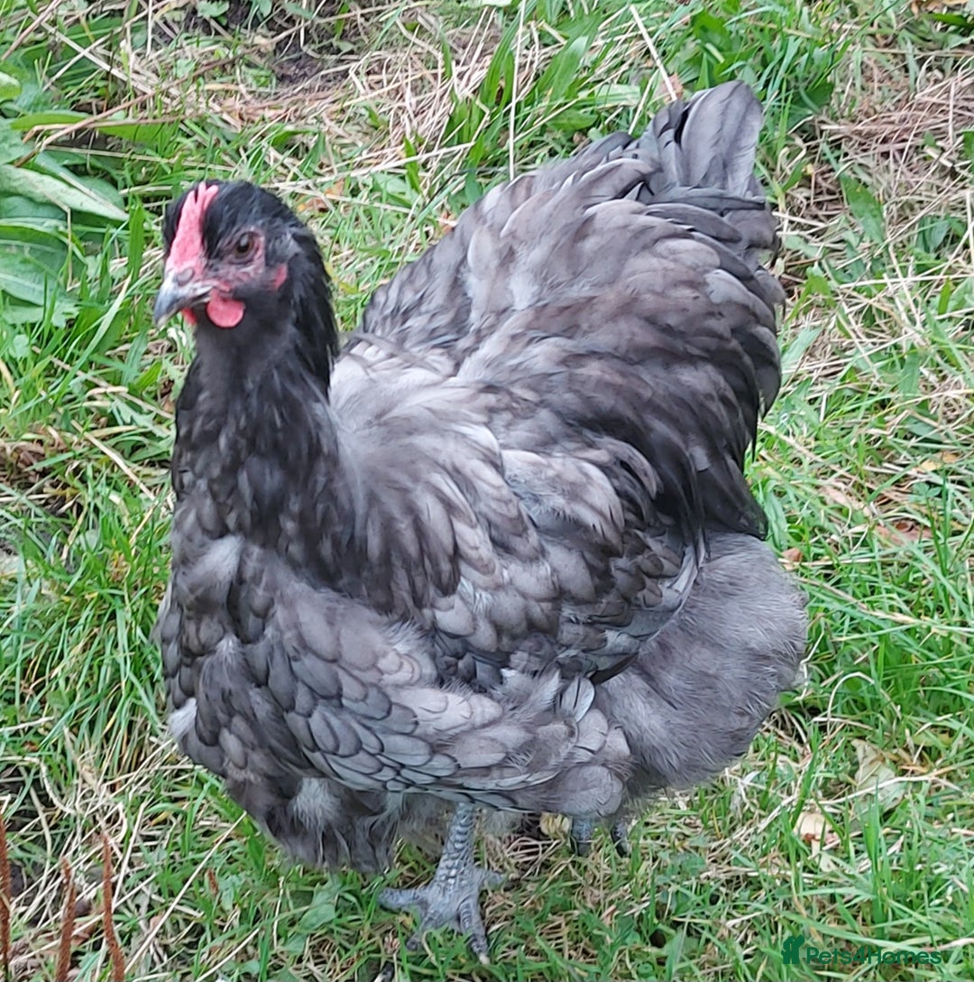 Chickens poultry for sale: Blue/black orpington cockeral - Image 2