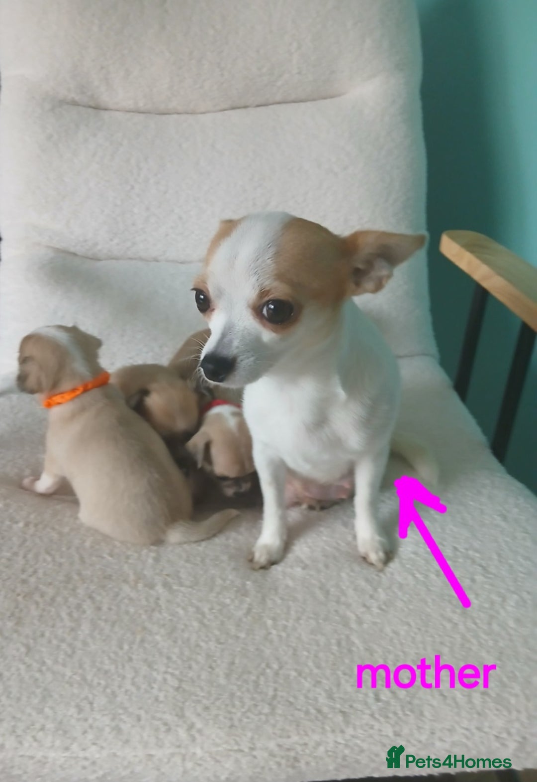 Chihuahua dogs for sale: I am looking for a loving home for my puppies  - Image 6