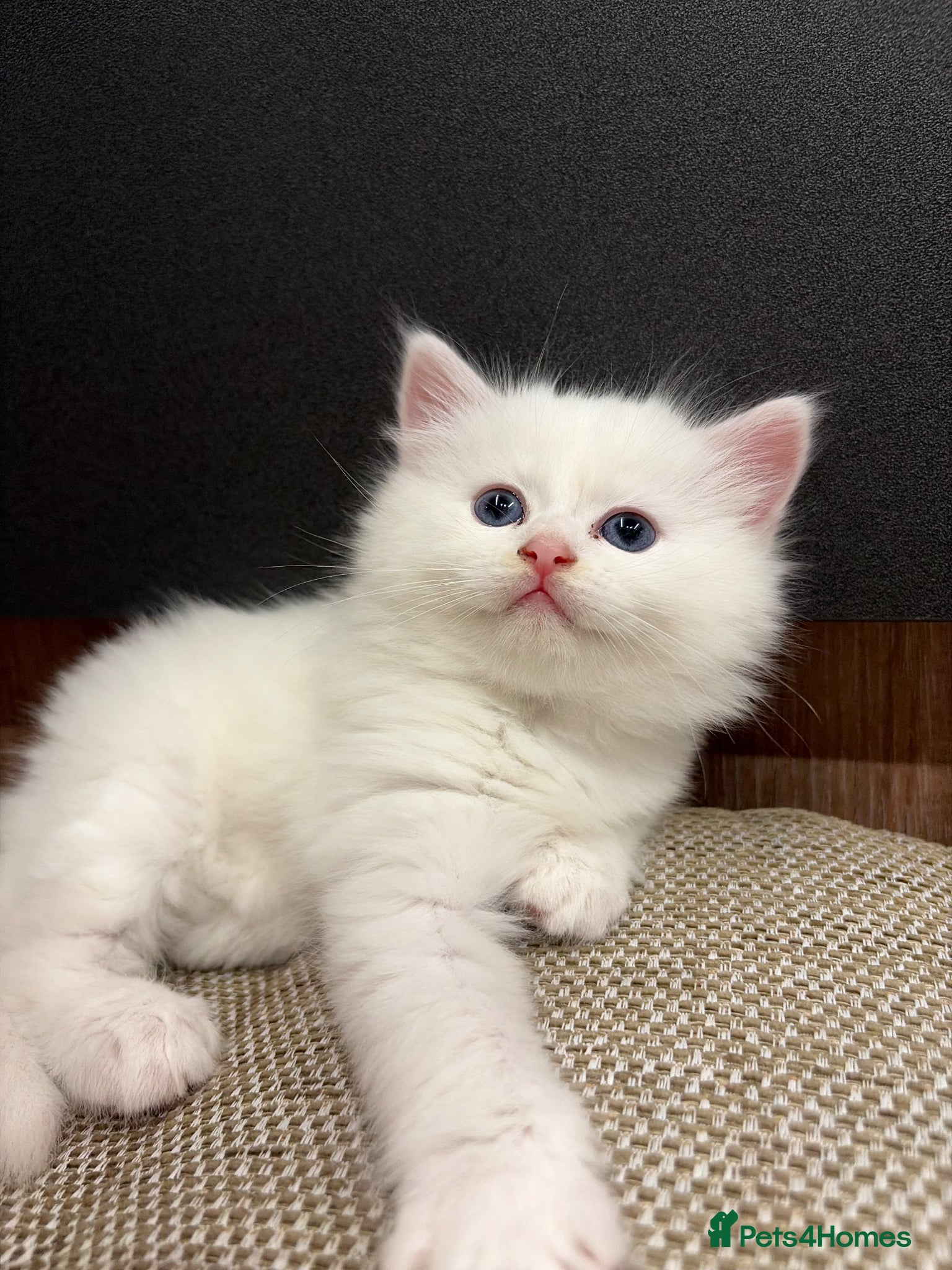 Mixed Breed cats 3 adorable kittens for sale  - Advert 1