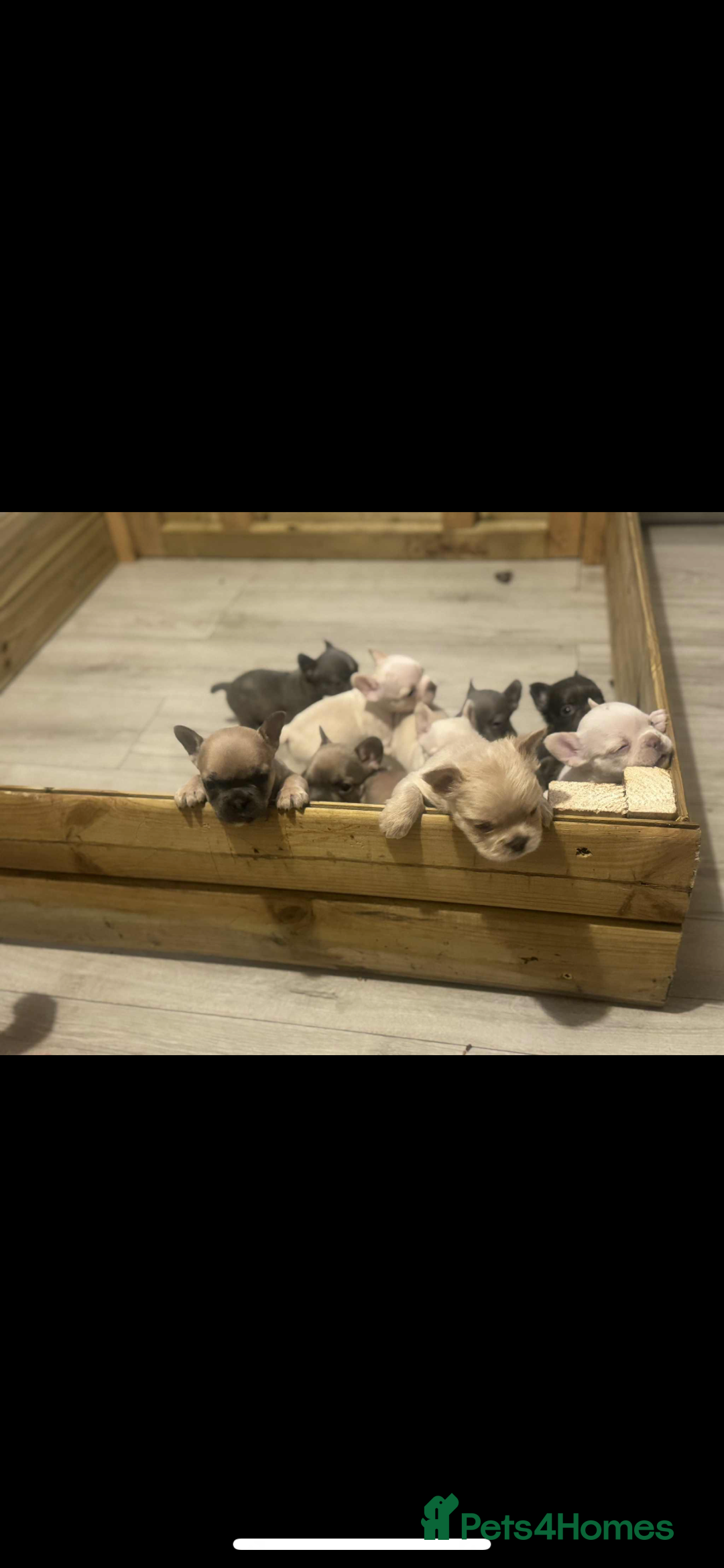 French Bulldog dogs for sale: French bulldog pups available Reduced‼️ - Advert 9