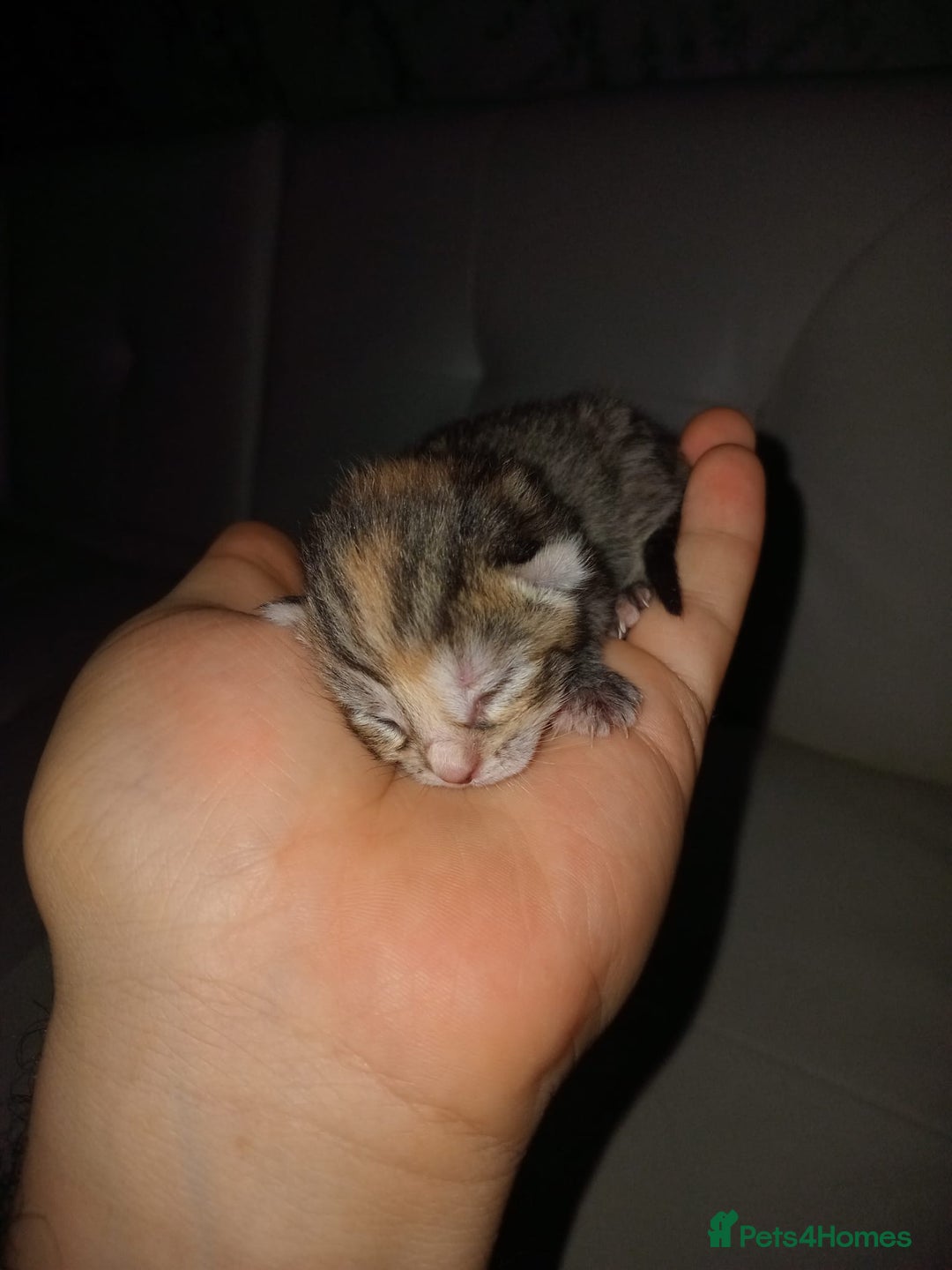 Bengal cats for sale: Bengal kittens for rehome - Image 4
