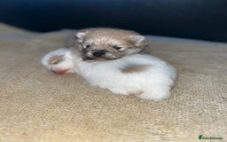 Pomeranian dogs for sale: Kc Registered Pomeranian Pups - Image 31