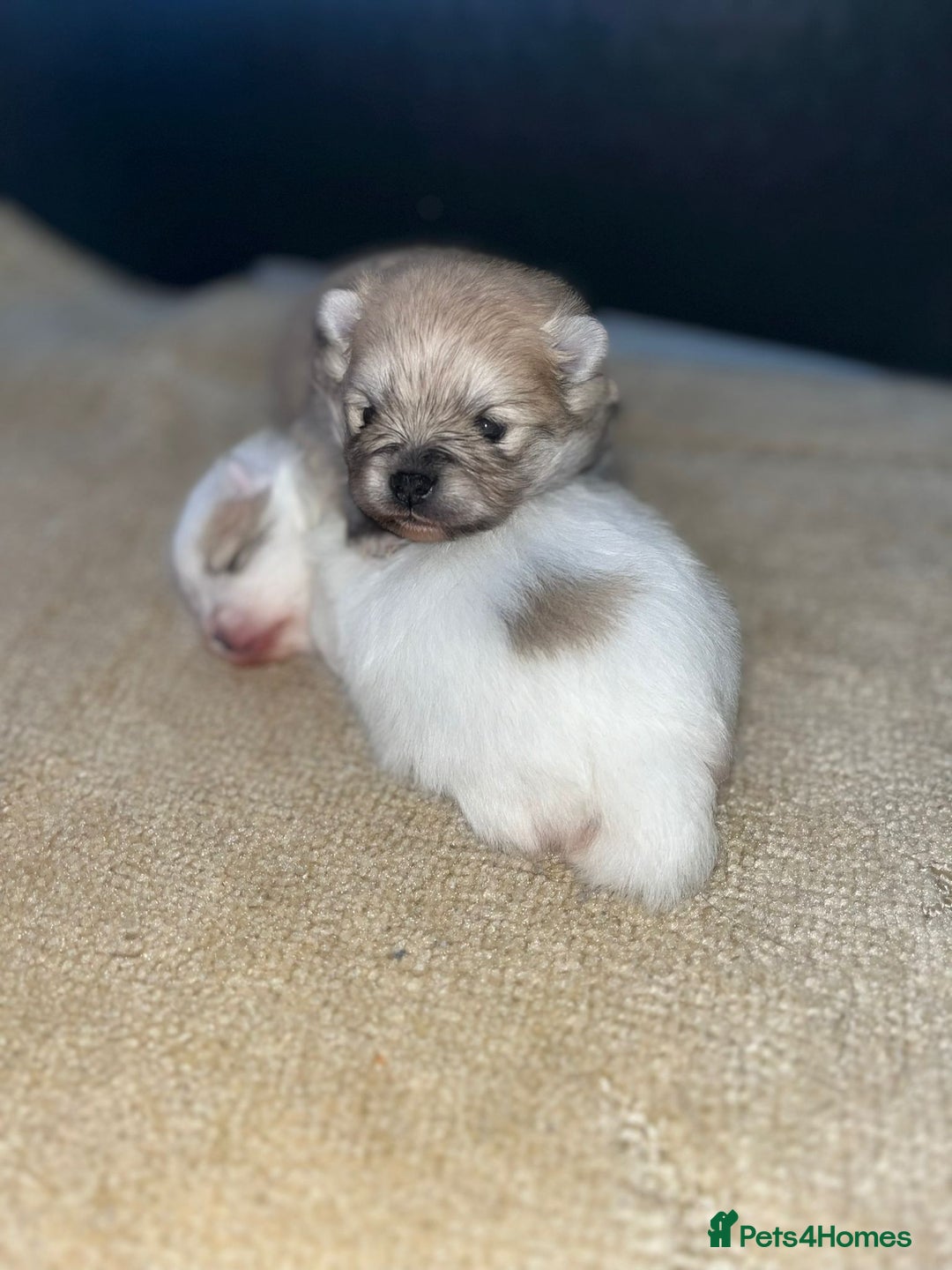 Pomeranian dogs for sale: Kc Registered Pomeranian Pups - Image 31