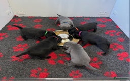Staffordshire Bull Terrier dogs for stud: Mr T Champion sired Stud Blue gene 🧬 - Image 19