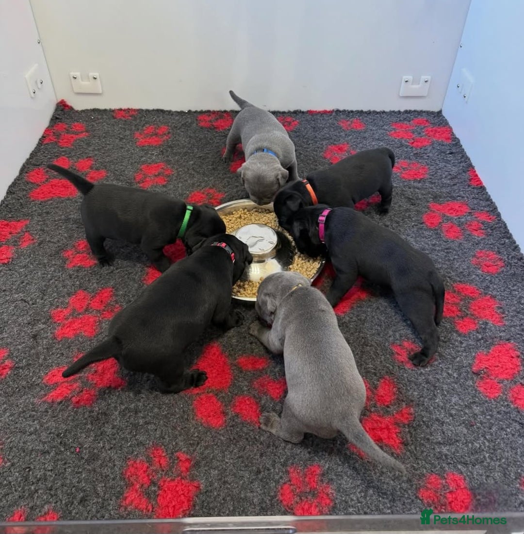 Staffordshire Bull Terrier dogs for stud: Mr T Champion sired Stud Blue gene 🧬 - Image 19