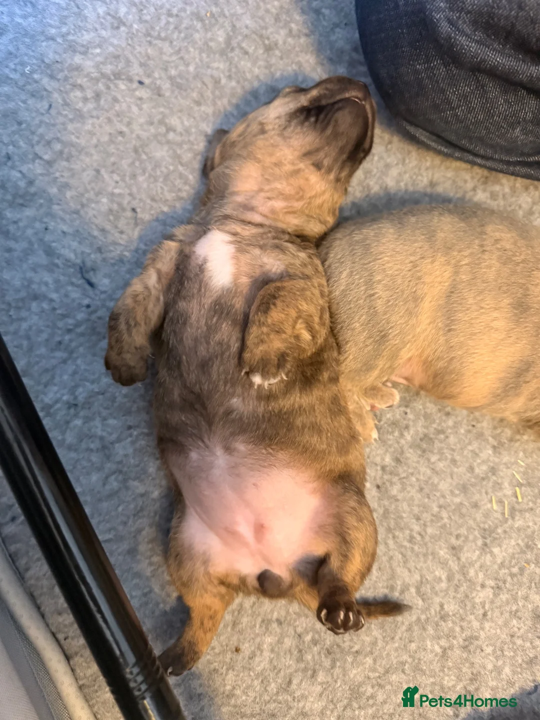 Mixed Breed dogs for sale: Miniature Dachshund X Staffy puppies - Advert 12