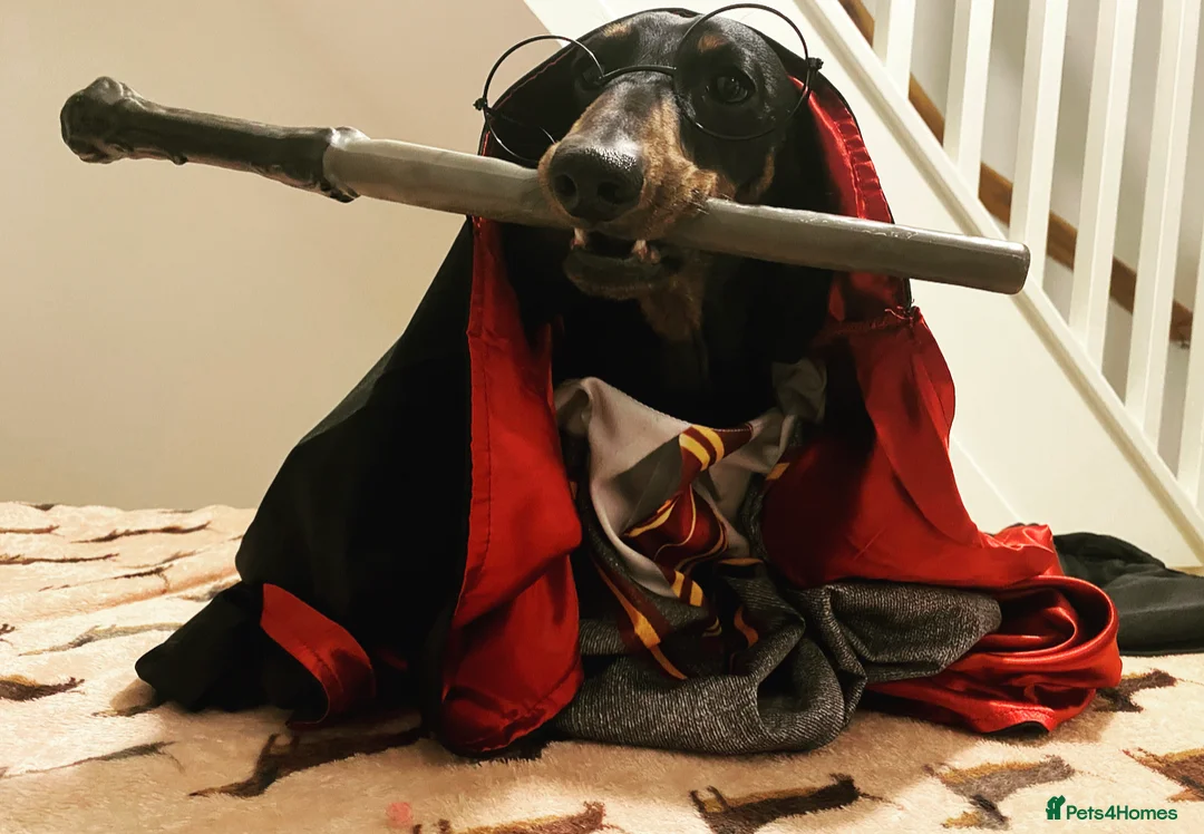 Miniature Dachshund dogs for stud: Kc reg IVDD screened pra clear mini smooth  in Newton Abbot - Advert 38