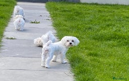 Maltese dogs for sale: KC Reg Korean Maltese girls - Image 16