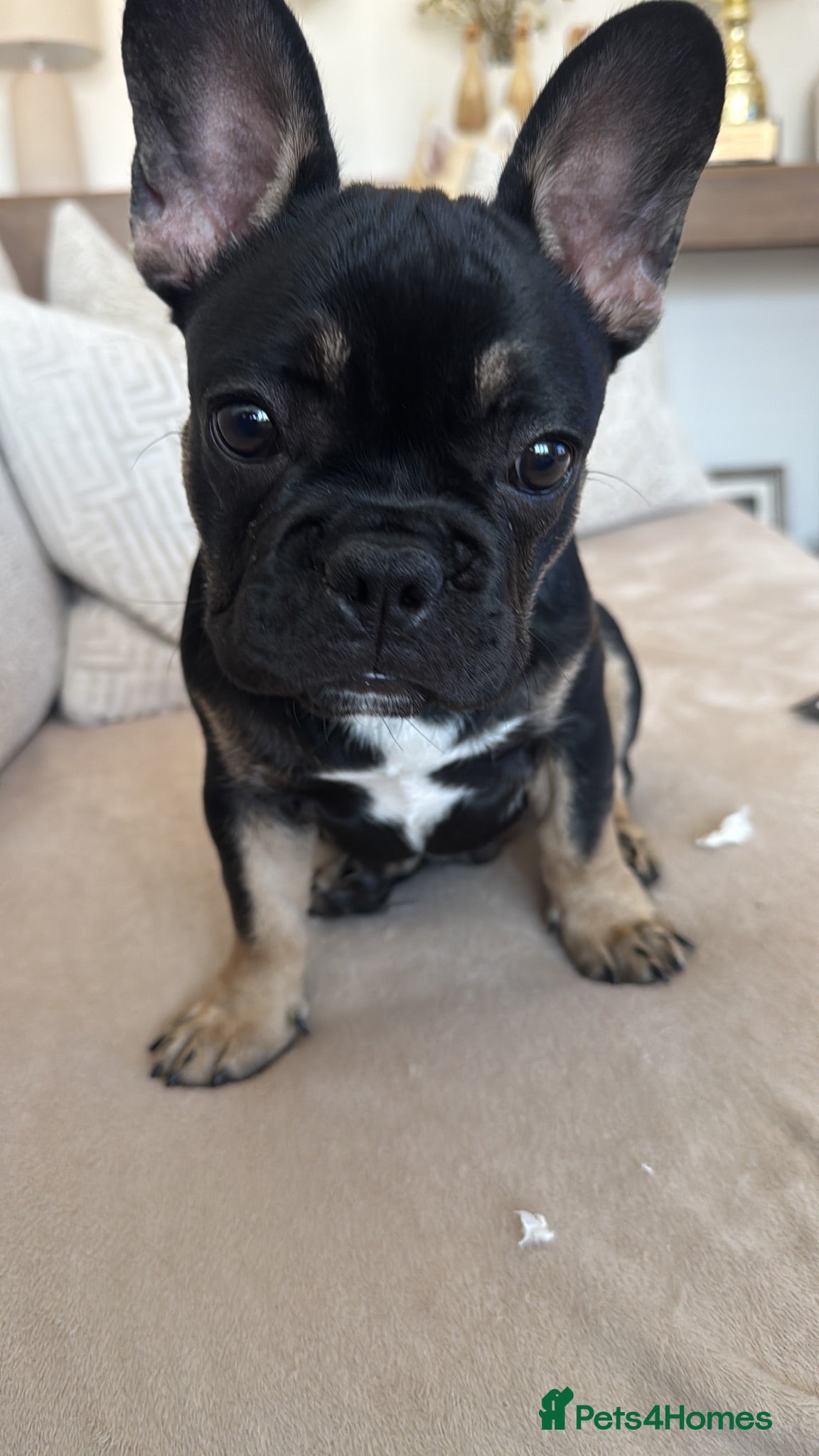 French Bulldog dogs Bert - KC registered French bulldog puppy - Advert 2