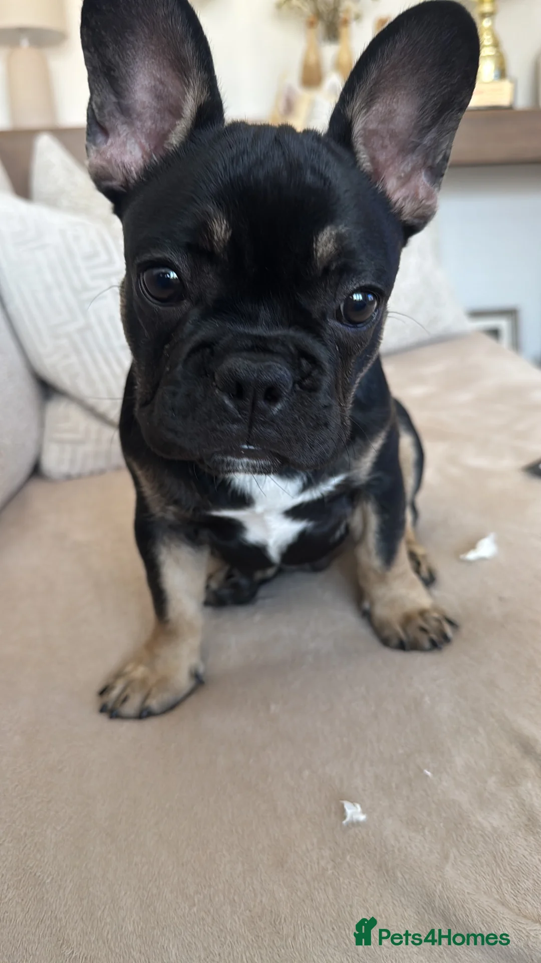 French Bulldog dogs for sale: Bert - KC registered French bulldog puppy - Advert 2