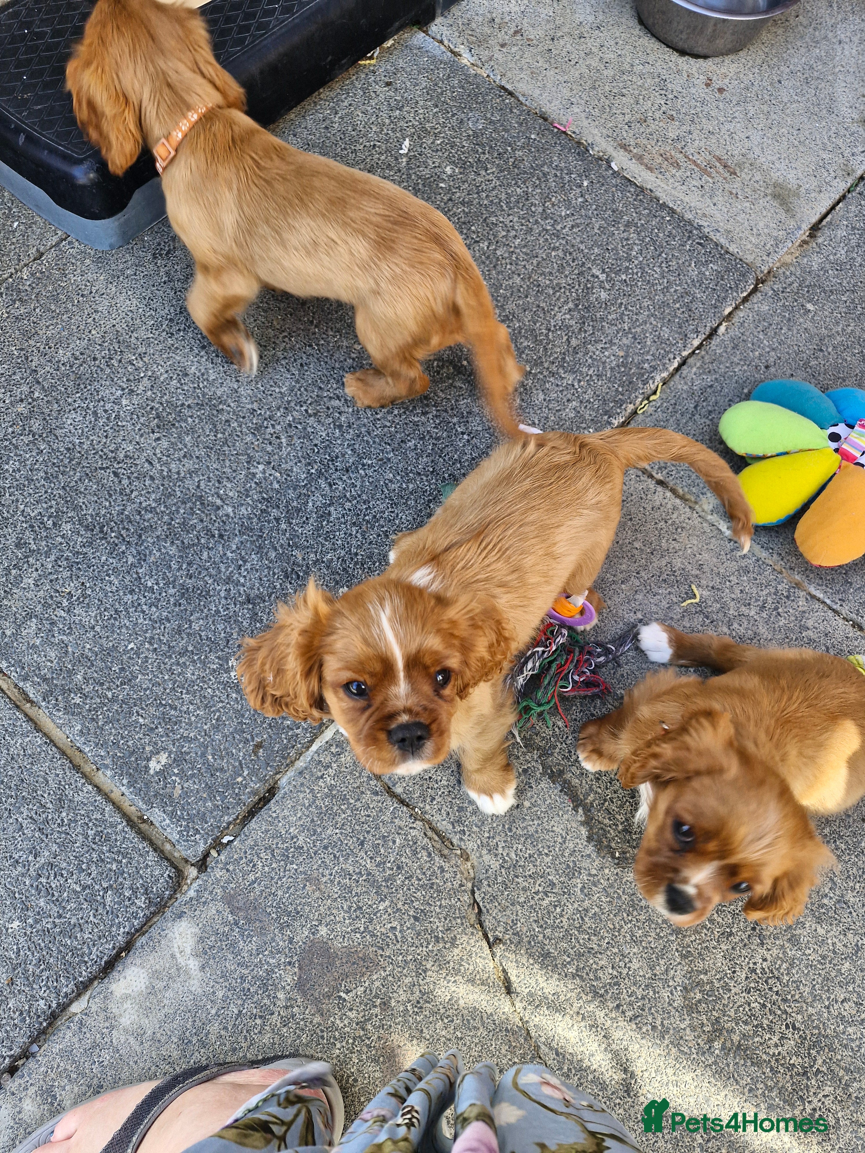 Cavalier King Charles Spaniel dogs KC reg health tested Cavalier King Charles puppies - Advert 2