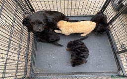Cockapoo dogs for sale: Cockapoo puppies for sale  - Image 2