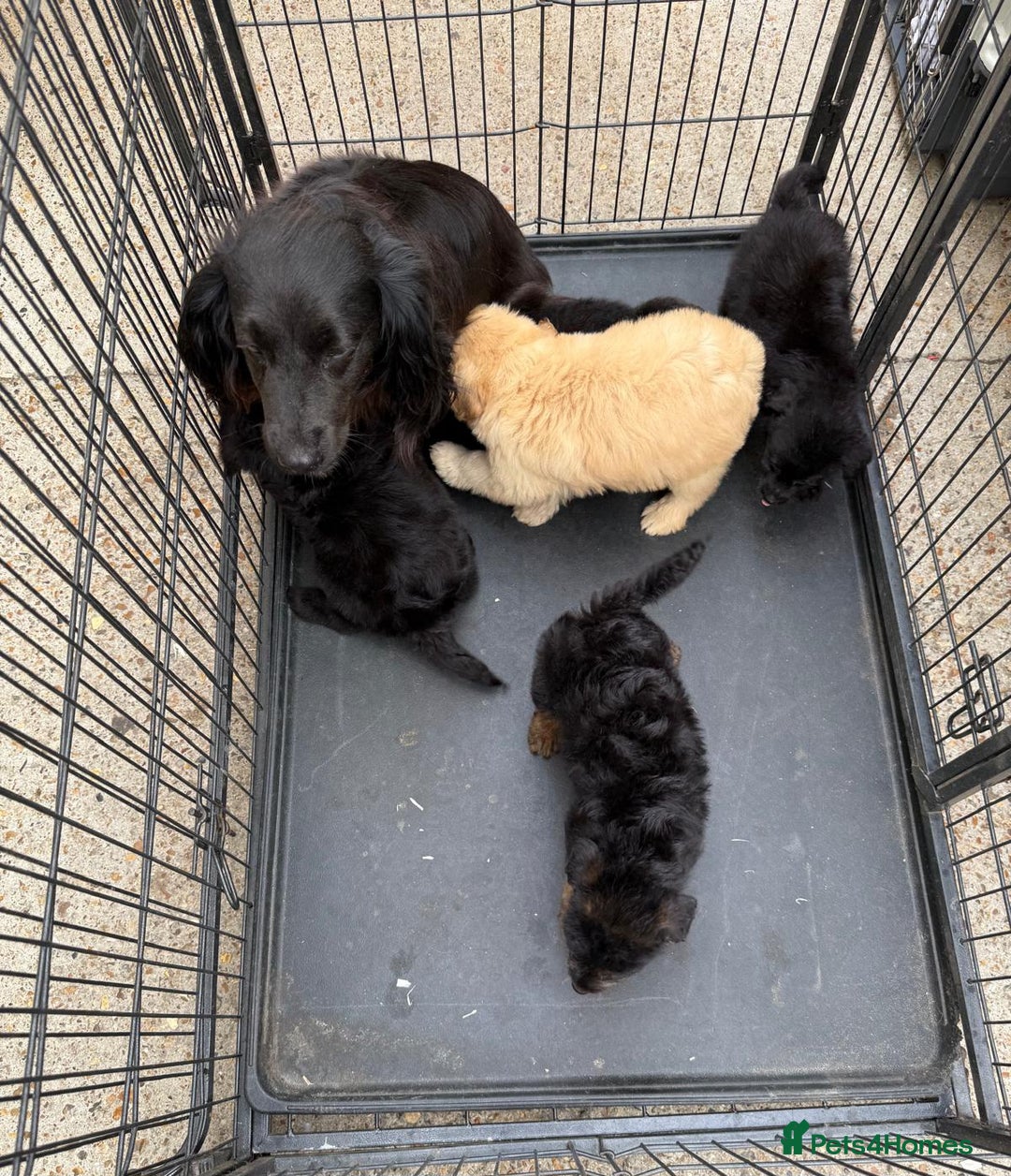 Cockapoo dogs for sale: Cockapoo puppies for sale  - Image 2