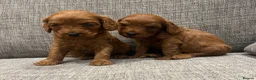 Cavapoo dogs for sale: Health clear F1 Cavapoo boys - Advert 8