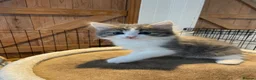 Mixed Breed cats for sale: Beautiful persian cross long hair domestic cat  - Advert 27