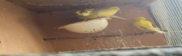 Canaries birds for sale: 4 Fife Canaries  - Advert 6