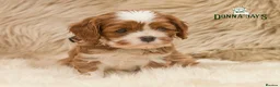Cavalier King Charles Spaniel dogs for sale: ✨ DONNAJAYS CAVALIER KING CHARLES SPANIEL ✨ - Advert 15