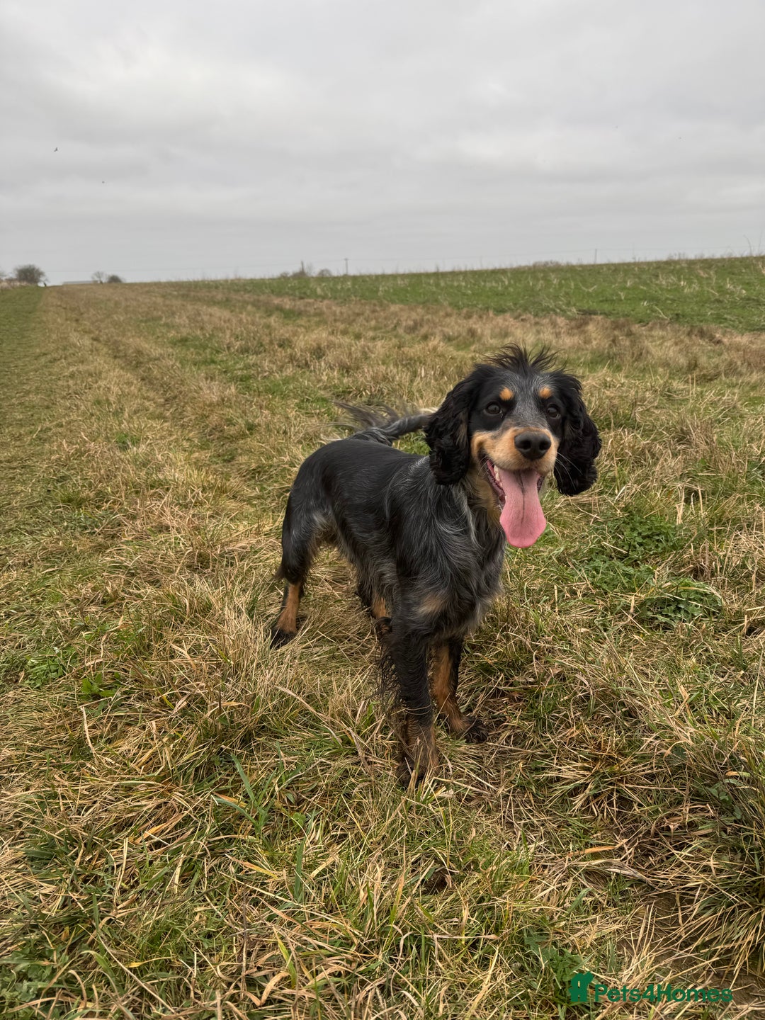 Cocker Spaniel dogs for stud: Male Cocker Spaniel  - Advert 2