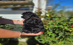 Cockapoo dogs for sale: F1 working cockapoo puppies - Image 19