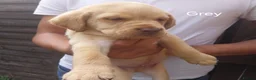 Labrador Retriever dogs for sale: Beautiful Labrador puppies  - Advert 2