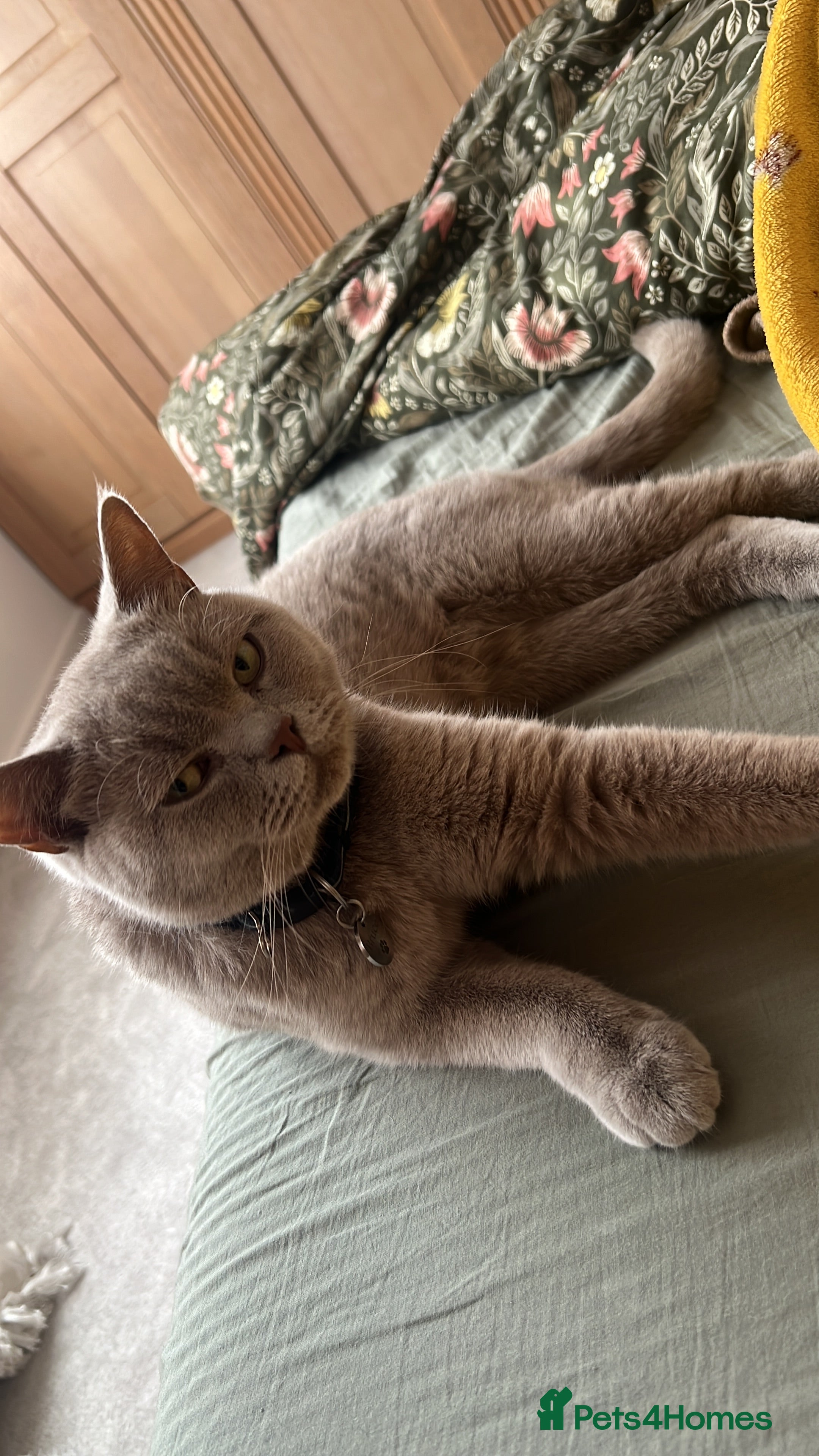 British Shorthair cats Lilac British shorthair MALE - Advert 4