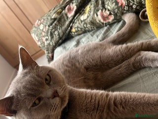 British Shorthair cats Lilac British shorthair MALE - Advert 1