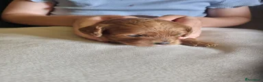 Cavapoo Puppy 3