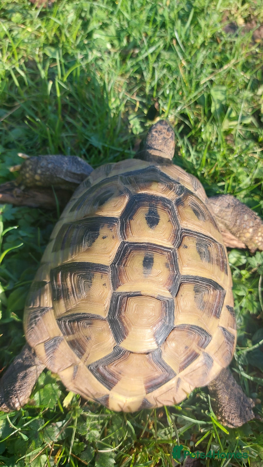 Hermann Tortoise reptiles for sale: Herman Torroise - Advert 4