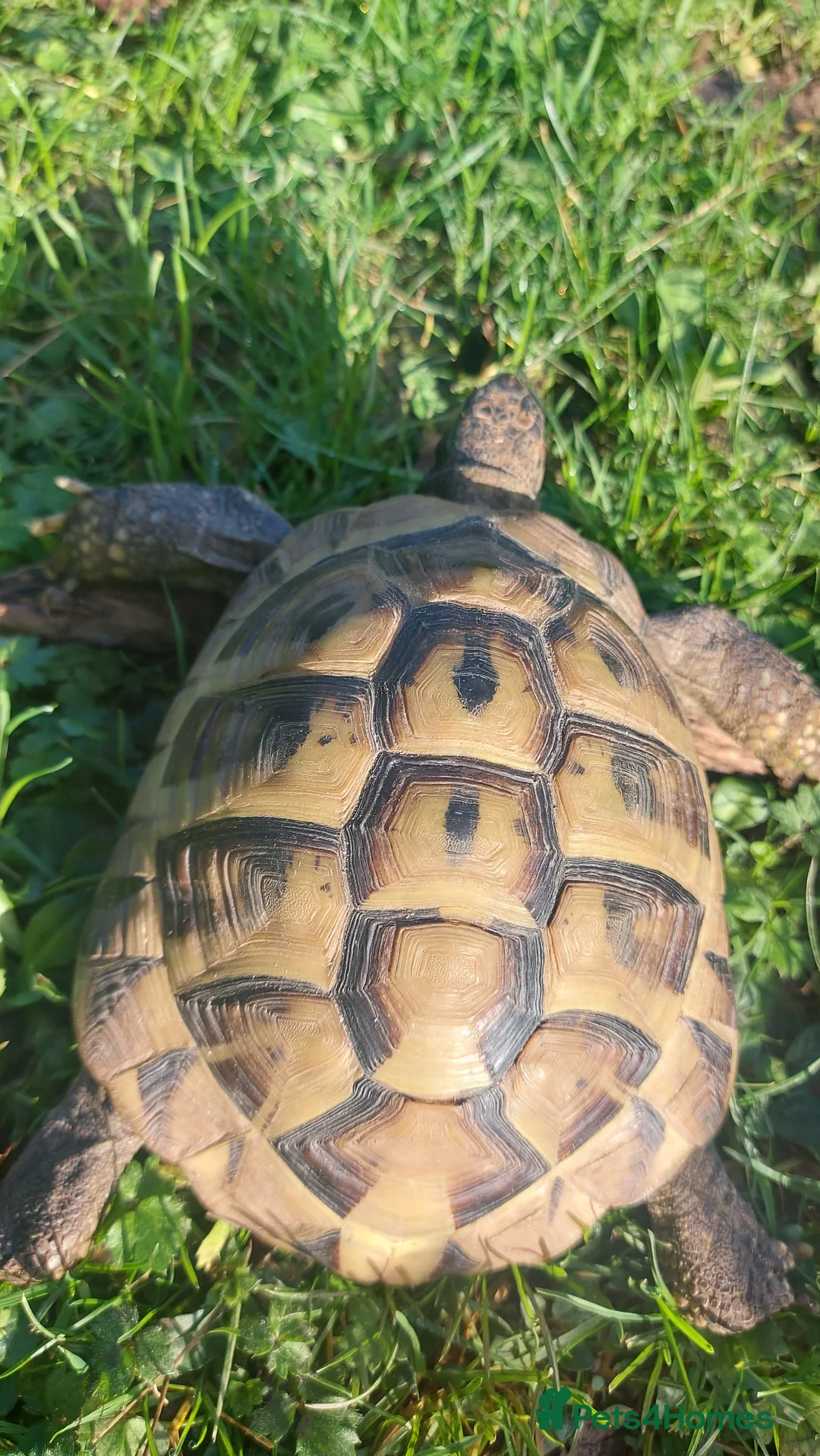 Hermann Tortoise reptiles for sale: Herman Torroise - Advert 4
