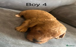 Miniature Poodle dogs for sale: Stunning miniature poodles available - Image 14