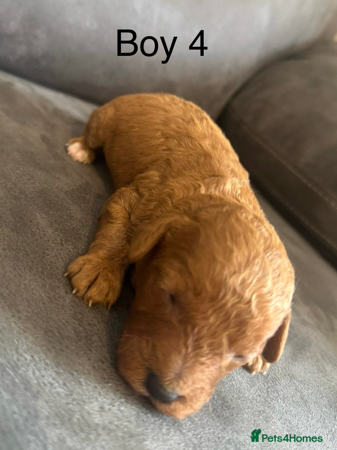Miniature Poodle dogs for sale: Stunning miniature poodles available - Image 14