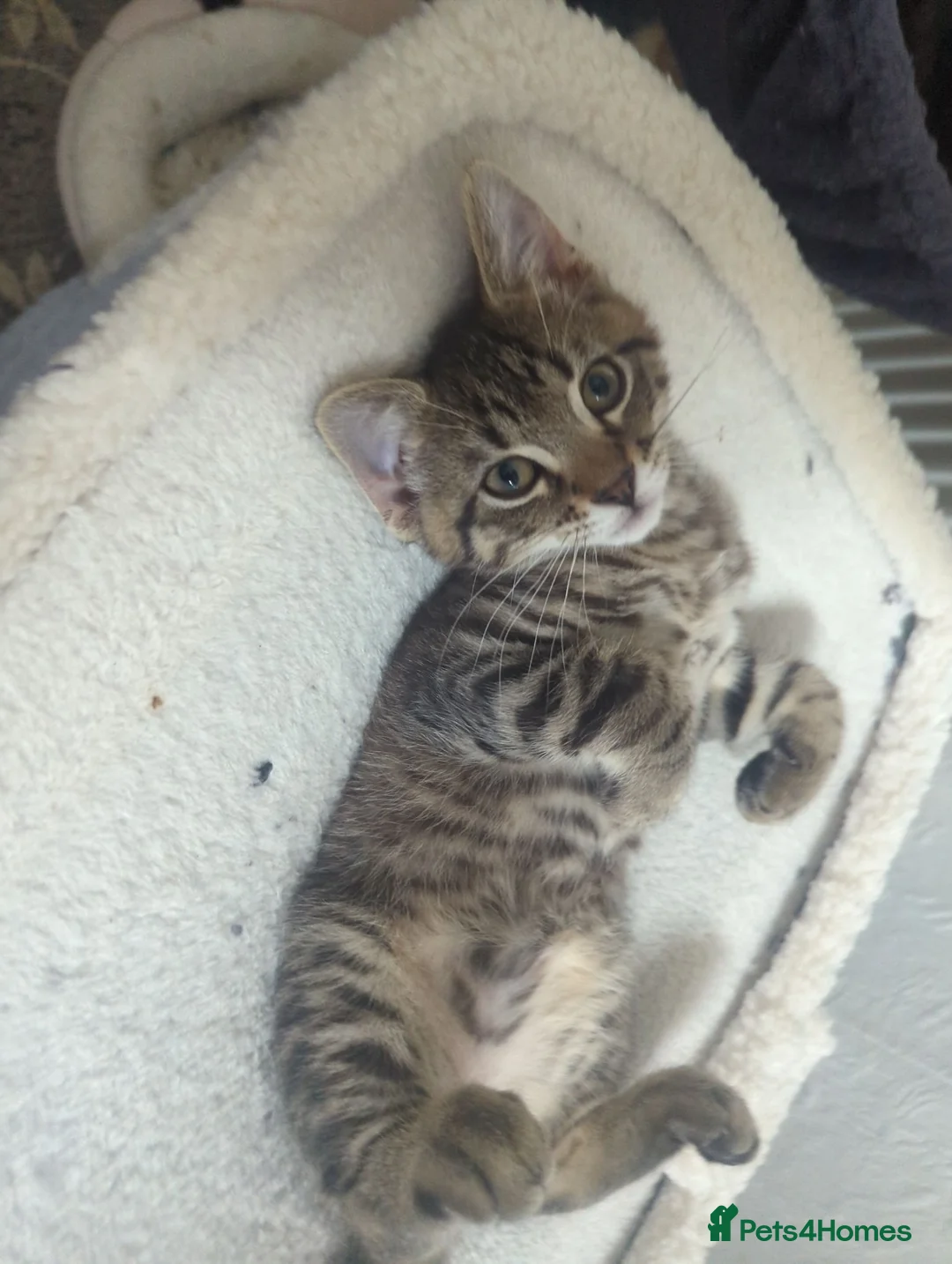 European cats for sale: 2 Kittens Ready For Their Forever Homes - Advert 8