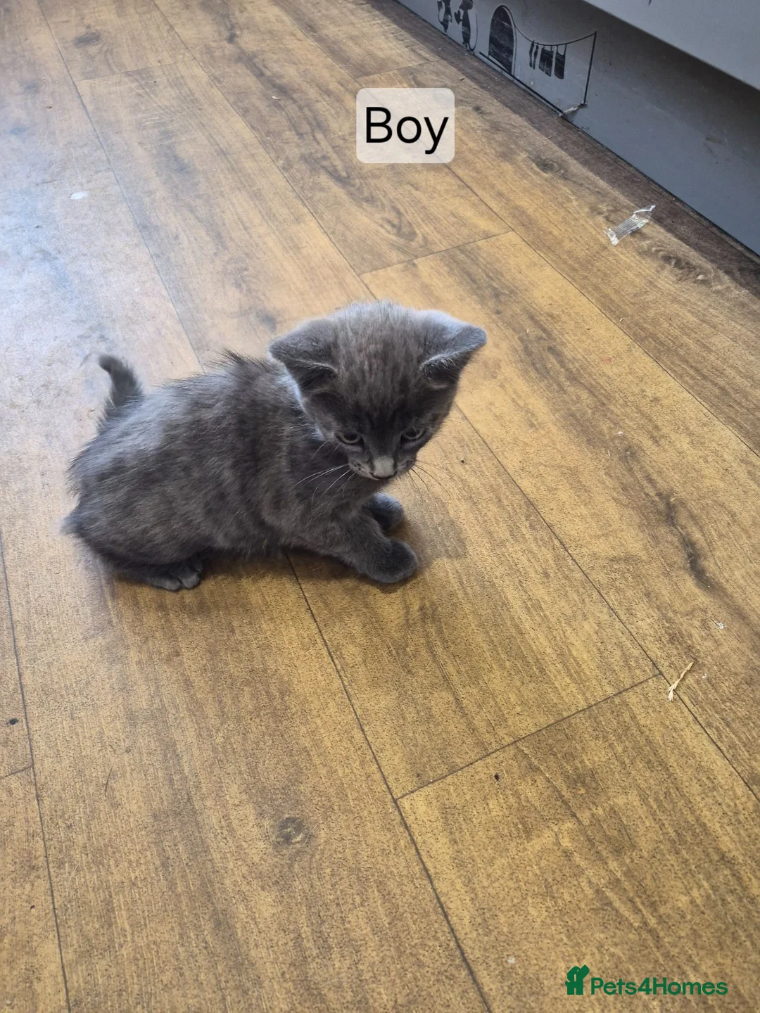 Mixed Breed cats for sale: Kittens for sale  - Advert 2