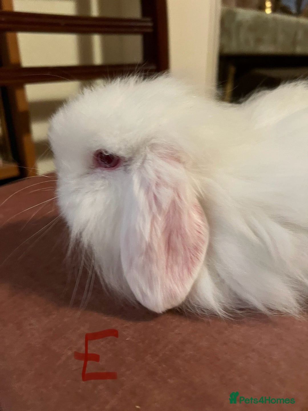 Mini Lop rabbits for sale: Fabulous Super Friendly Mini Lops - Advert 29