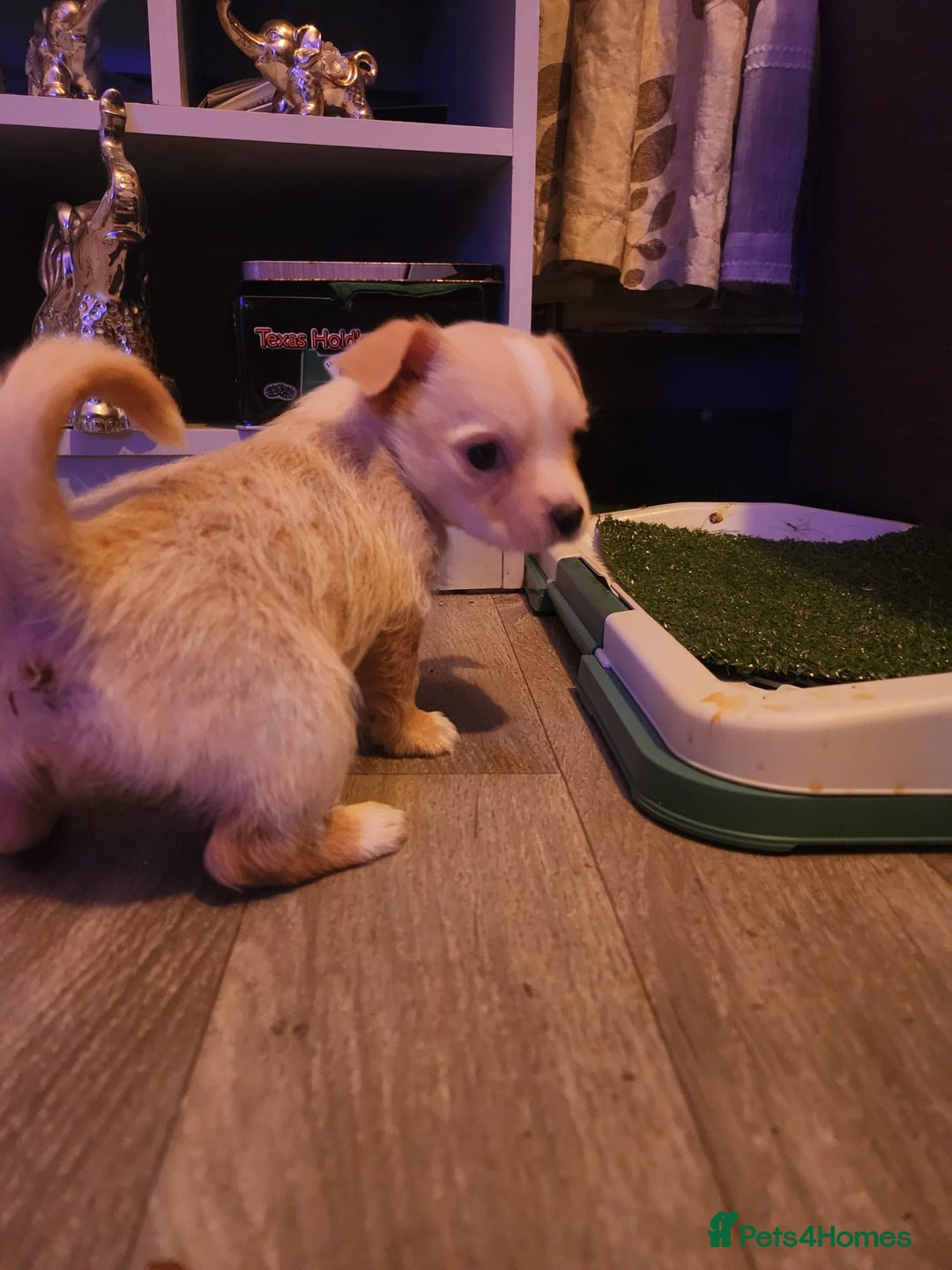 Mixed Breed dogs for sale: Beautiful boy chihuahua  - Advert 5
