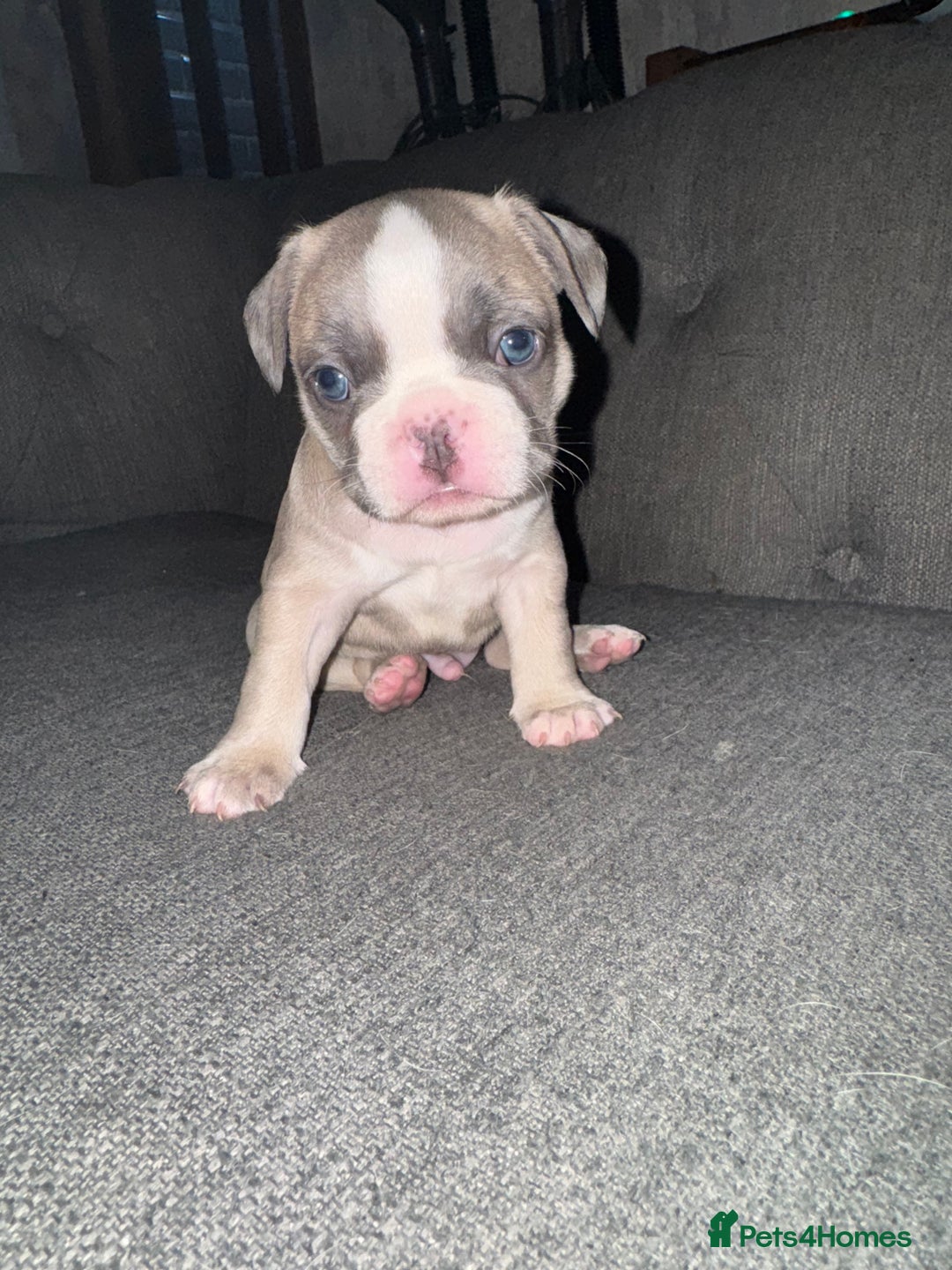 French Bulldog dogs for sale: DWKC Registered Puppies – Health Tested  - Advert 18