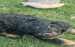 Mixed Breed dogs for sale: GORGEOUS ROTTLE PUPPIES - Image 9