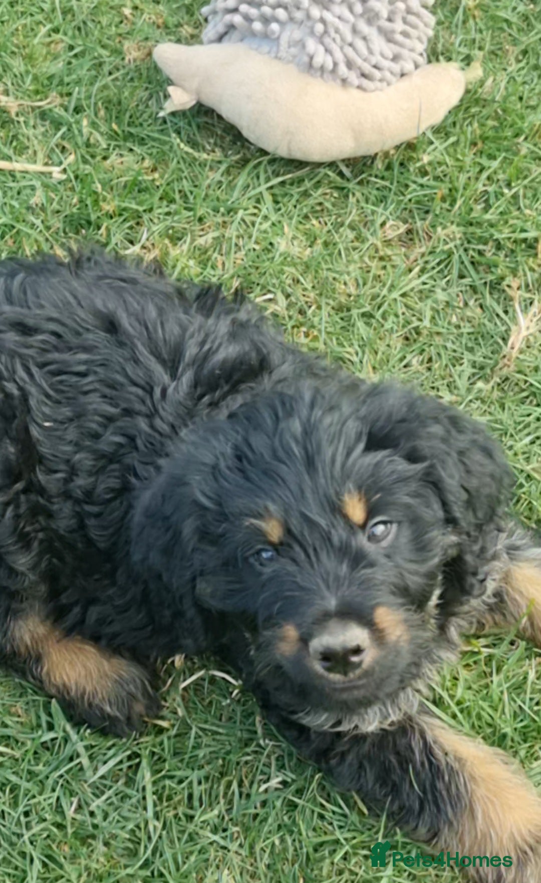 Mixed Breed dogs for sale: GORGEOUS ROTTLE PUPPIES - Image 9