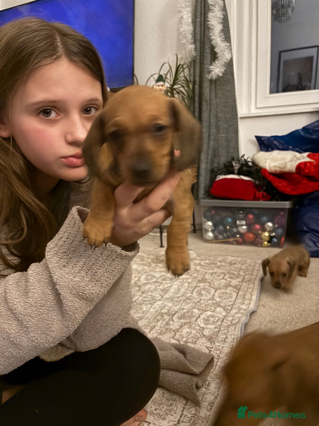 Miniature Dachshund dogs for sale: Kc true miniature dachshunds puppies - Advert 19