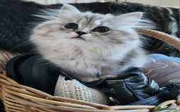 British Longhair cats for sale: Silver shaded soft british longhair male - Image 4